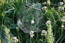 Radnetz als Beispiel für den sehr effektiven Einsatz von Spinnseide