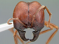 head of meat eater ant