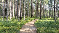 Bild 3: Die Moore des Nationalparks sind von kleineren Wäldern umgeben. Meistens sind dies Kiefern. Die Wälder sind am Boden dicht bewachsen - Foto von N. Wehner