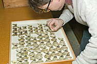 Work on the butterfly collection