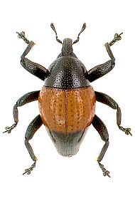 Weevil (Trigonopterus sp.)